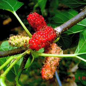 White Mulberry   Morus alba  100 Seeds