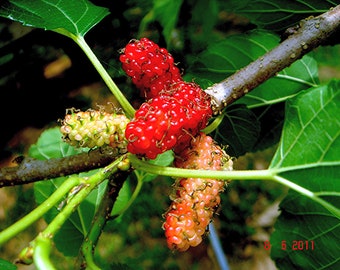 White Mulberry   Morus alba  1000 Seeds  USA Company