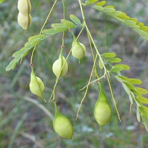 Bagpod Sesbania vesicaria 20 Seeds USA Company image 4