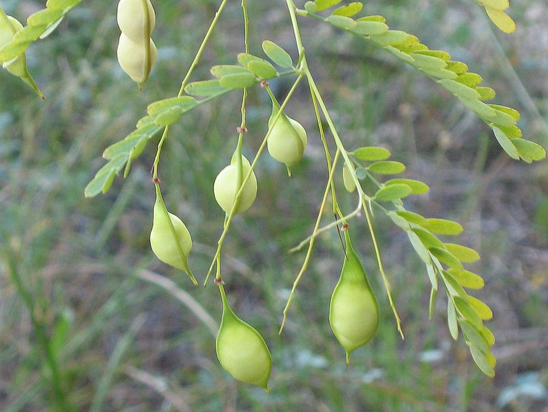 Bagpod Sesbania vesicaria 20 Seeds USA Company image 4