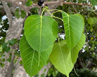 Sacred Fig   Bodhi Tree   Ficus religiosa   100 Seeds  USA Company