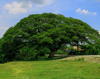 Rain Tree   Samamea saman   50 Seeds  USA Company