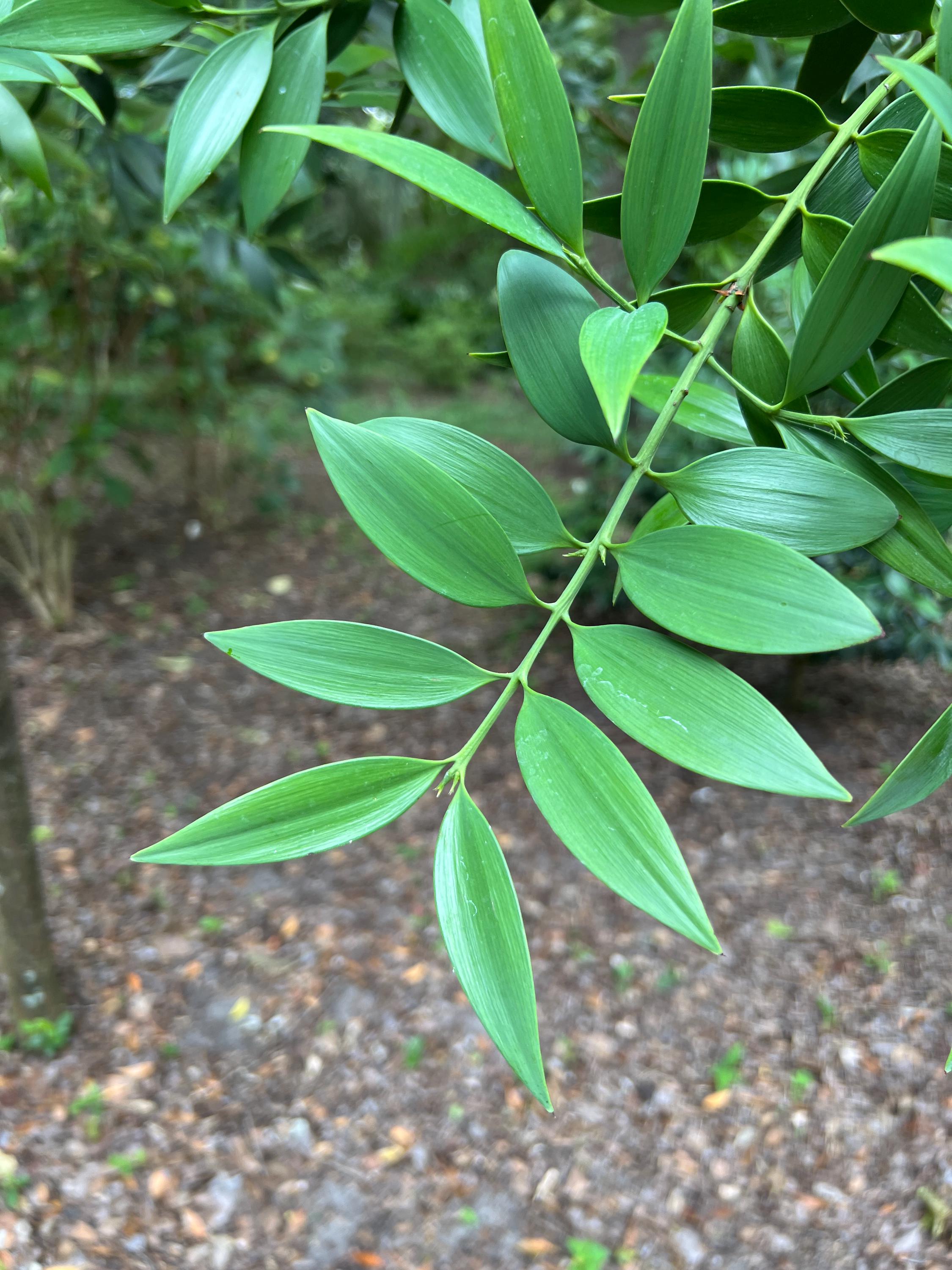Nagi Podocarpus  Broadleaf Podocarpus  Podocarpus nagi  5 Seeds