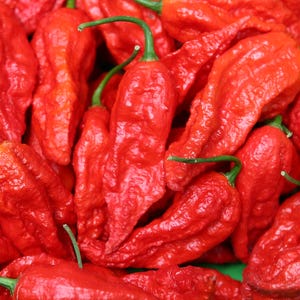 Ghost Pepper  20 Seeds  Bhut Jolokia  Capsicum chinense