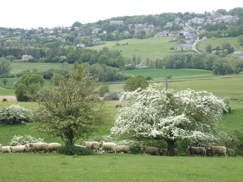 English Hawthorn Crataegus monogyna 20 Seeds USA Company image 6