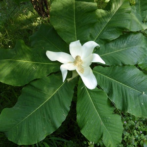 Bigleaf Magnolia Magnolia macrophylla 10 Seeds USA Company image 3