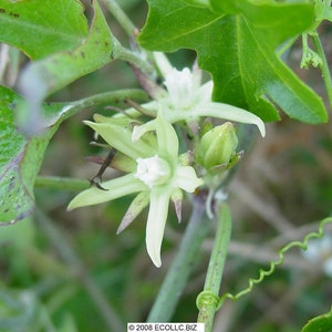 Milkweed Vine Latex Plant Morrenia odorata 50 Seeds USA Company image 3