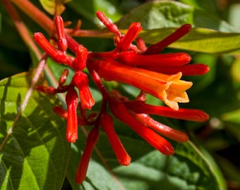 Firebush  Hamelia patens  100 Seeds
