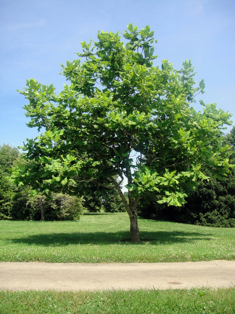 Bigleaf Magnolia Magnolia macrophylla 10 Seeds USA Company image 10