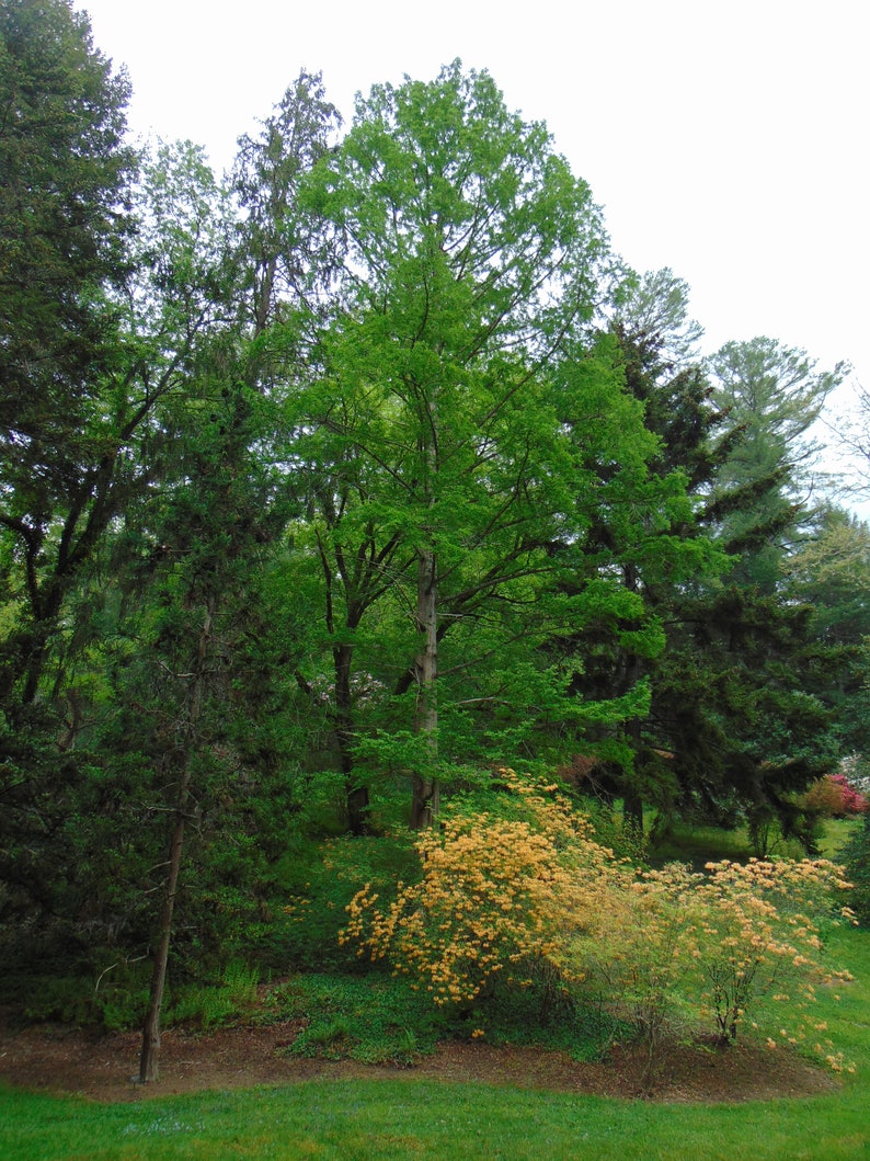 metasequoia free metasequoia free
