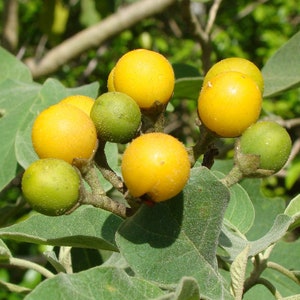 Potato Tree   Solanum erianthum  100 Seeds  USA Company