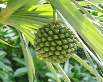 Screw Pine   Pandanus utilis   10  Seeds  USA Company