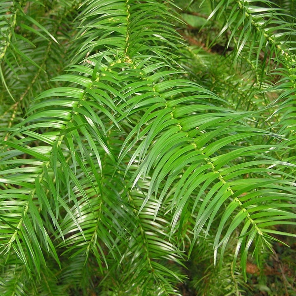 China Fir   Cunninghamia lanceolata  200 Seeds  USA Company