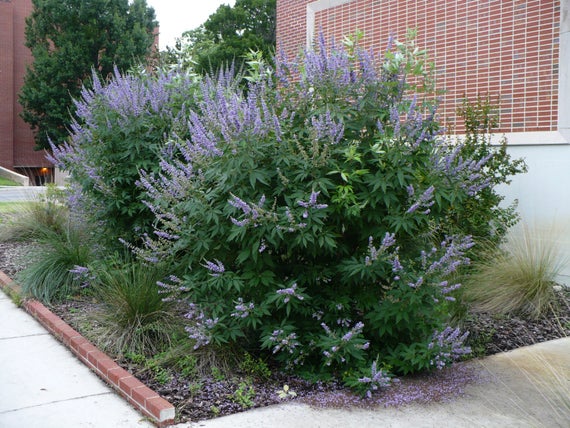 10 SEEDS LILAC CHASTE TREE Vitex Agnus castus FREE S/&H