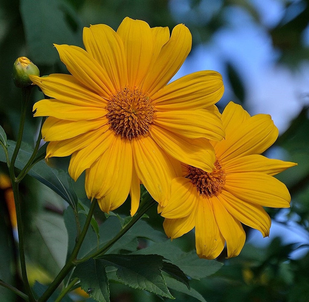 Yellow Mexican Sunflower Tree Marigold Tithonia Diversifolia 20 Seeds