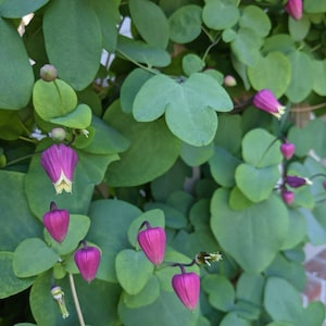 Flor de cuero rosa Clematis glaucophylla 50 semillas USA Company imagen 4