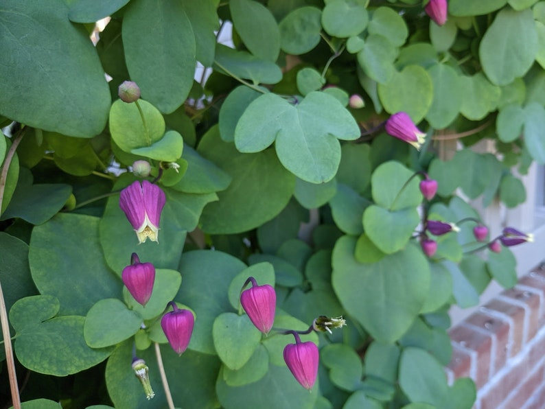 Flor de cuero rosa Clematis glaucophylla 50 semillas USA Company imagen 4