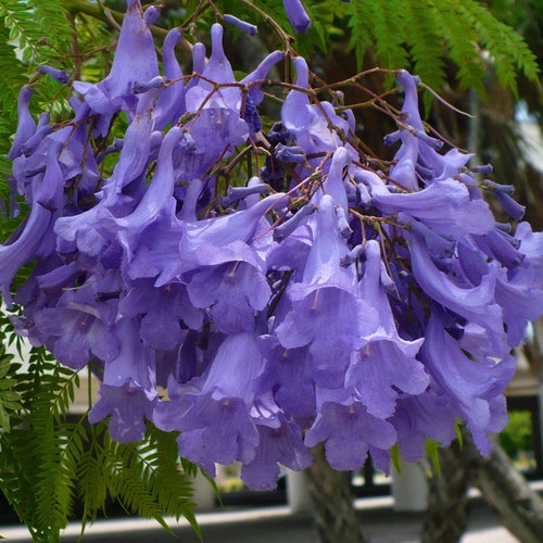 Jacaranda Tree   Jacaranda mimosifolia  500 Seeds  USA Company