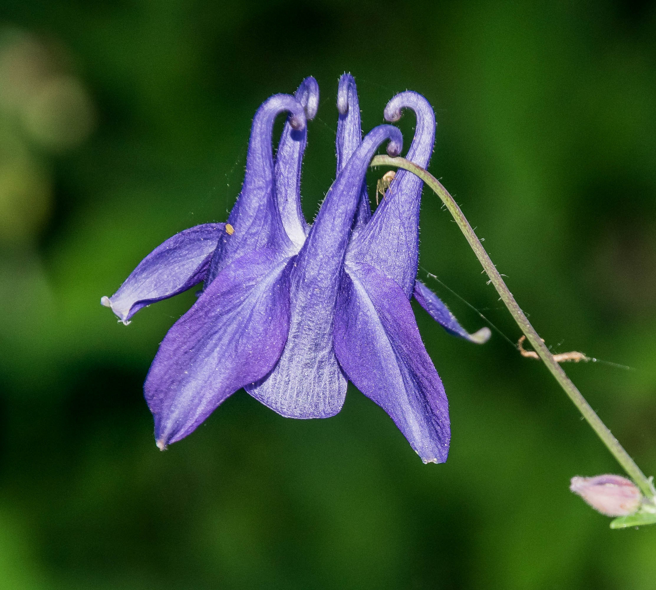 Columbine leaves turning purple