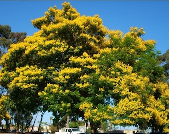 Poinciana gialla Peltophorum pterocarpum 50 semi Azienda USA