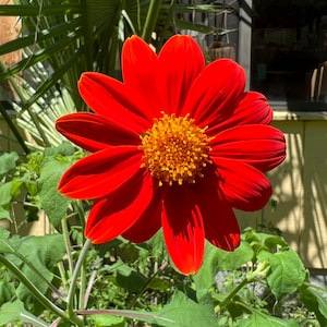 Mexican Sunflower   Tithonia speciosa   100 Seeds