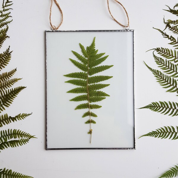Herbarium frame with pressed fern / Dry fern in glass / Dry plant framed / Pressed flowers wall hanging / Nature lovers gift