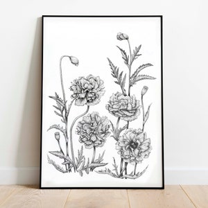 Poppy Drawing
