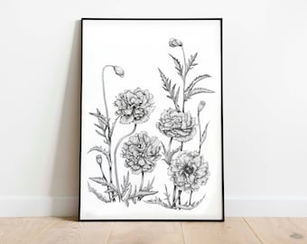 Poppy Drawing A2