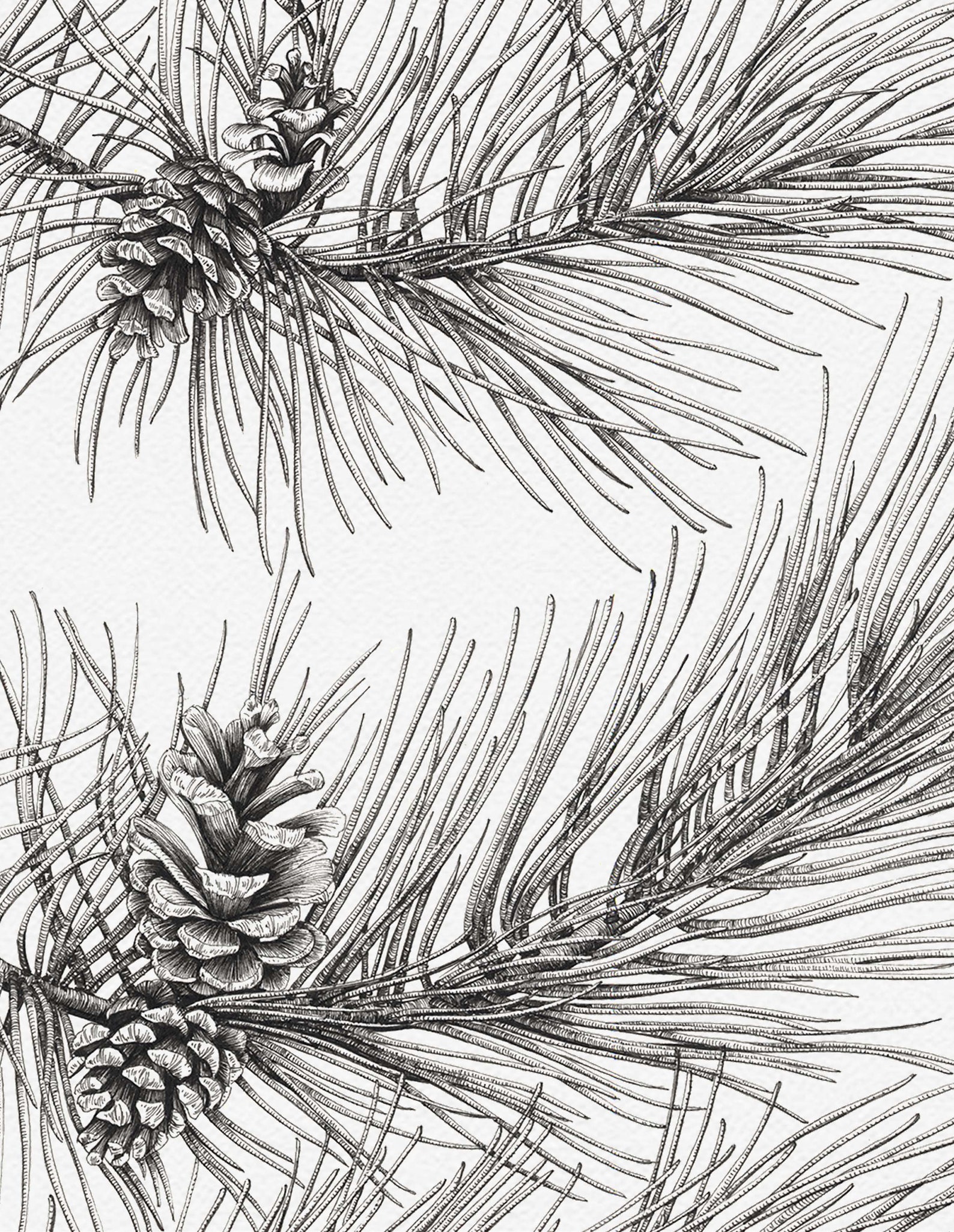 Fir Tree Drawing | Etsy