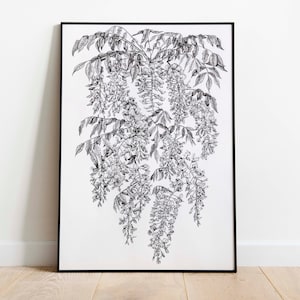 Wisteria Drawing