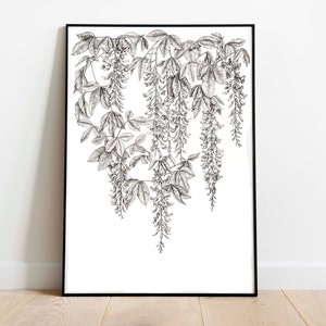 Laburnum Drawing