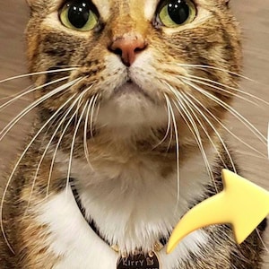 Collar de cuero personalizado para gato: regalo personalizado con el nombre de tu mascota