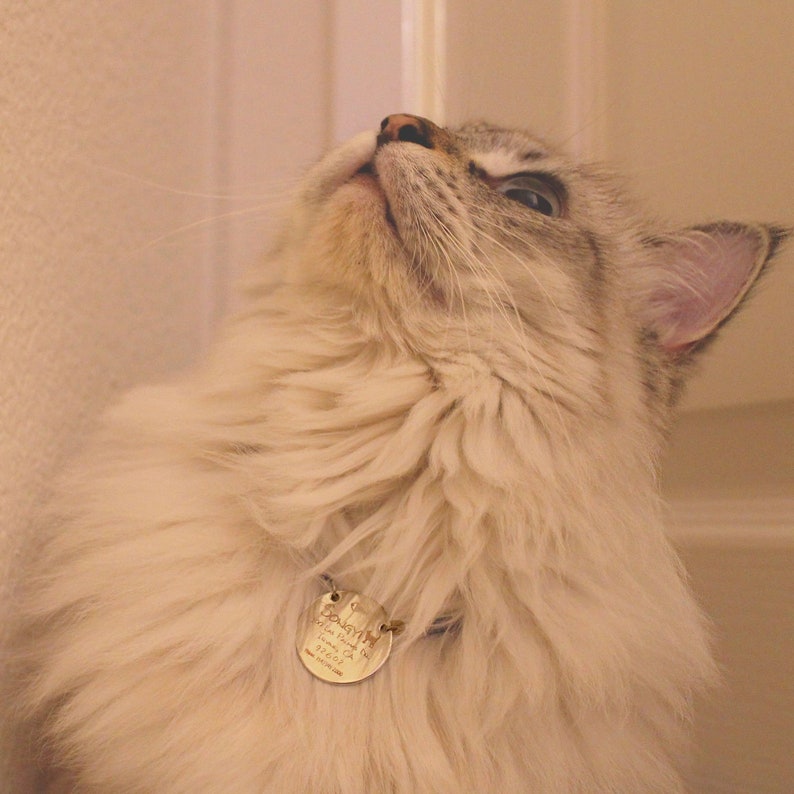 Cat Collar Personalized Necklace Lovely Pet Gift Name Gift Etsy