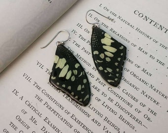 Real Butterfly Wing Earrings | White and Black Butterfly | Geek Girl Gift | Insect | Natural Jewelry | Best Friend Birthday Gift