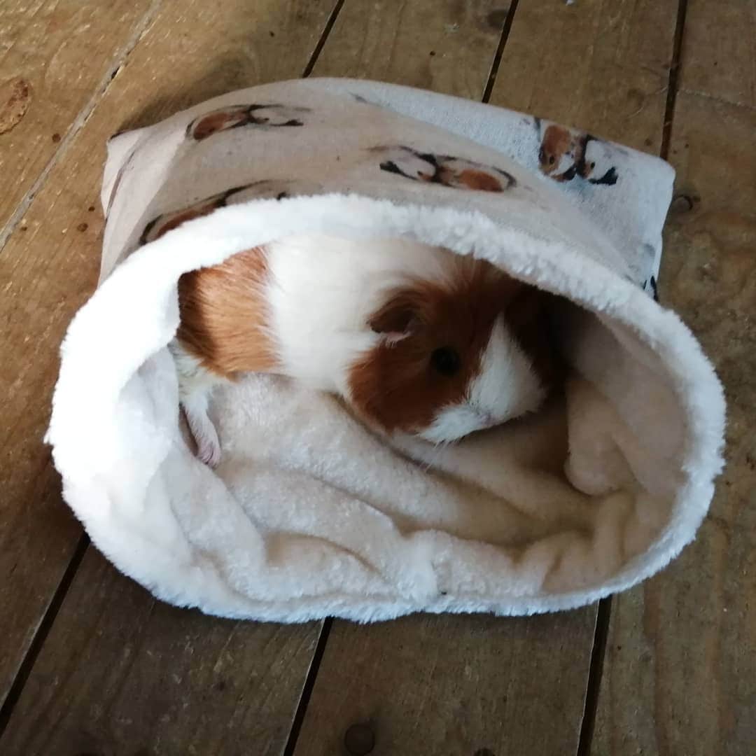 Guinea pig snuggle sack Etsy