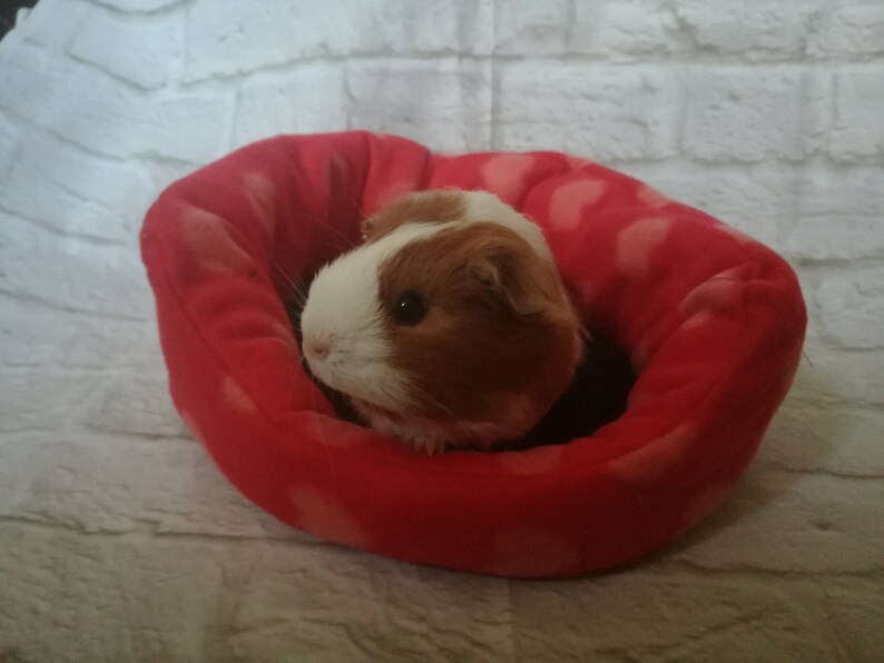 Guinea pig cuddle cup Etsy