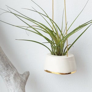 May include: A hanging air plant holder with a white ceramic pot and a gold rim. The pot is suspended by thin, gold-colored wires, and contains a green air plant with long, slender leaves. The background is a plain white wall.