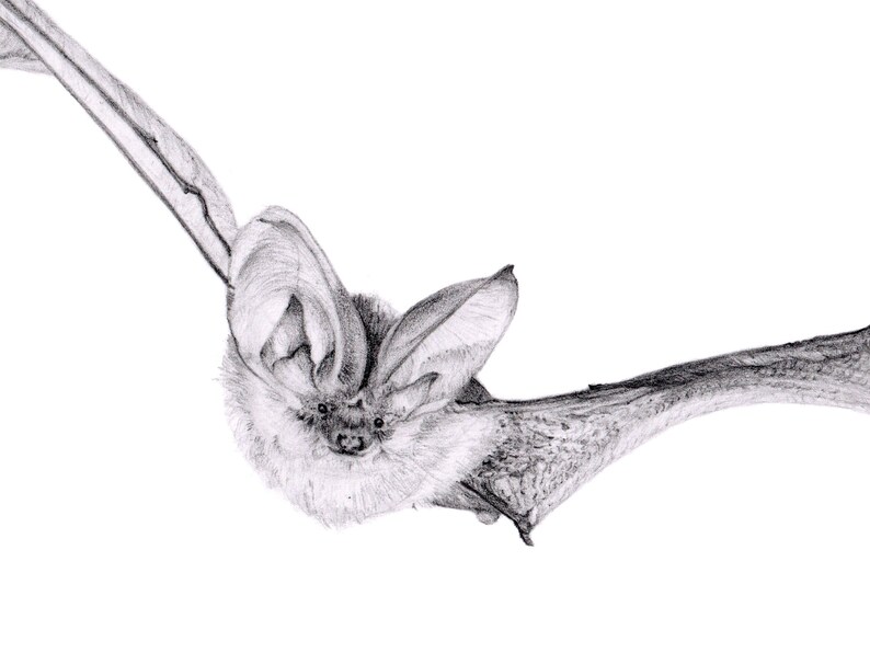 Flying Bat Pencil Drawing Art Print Etsy