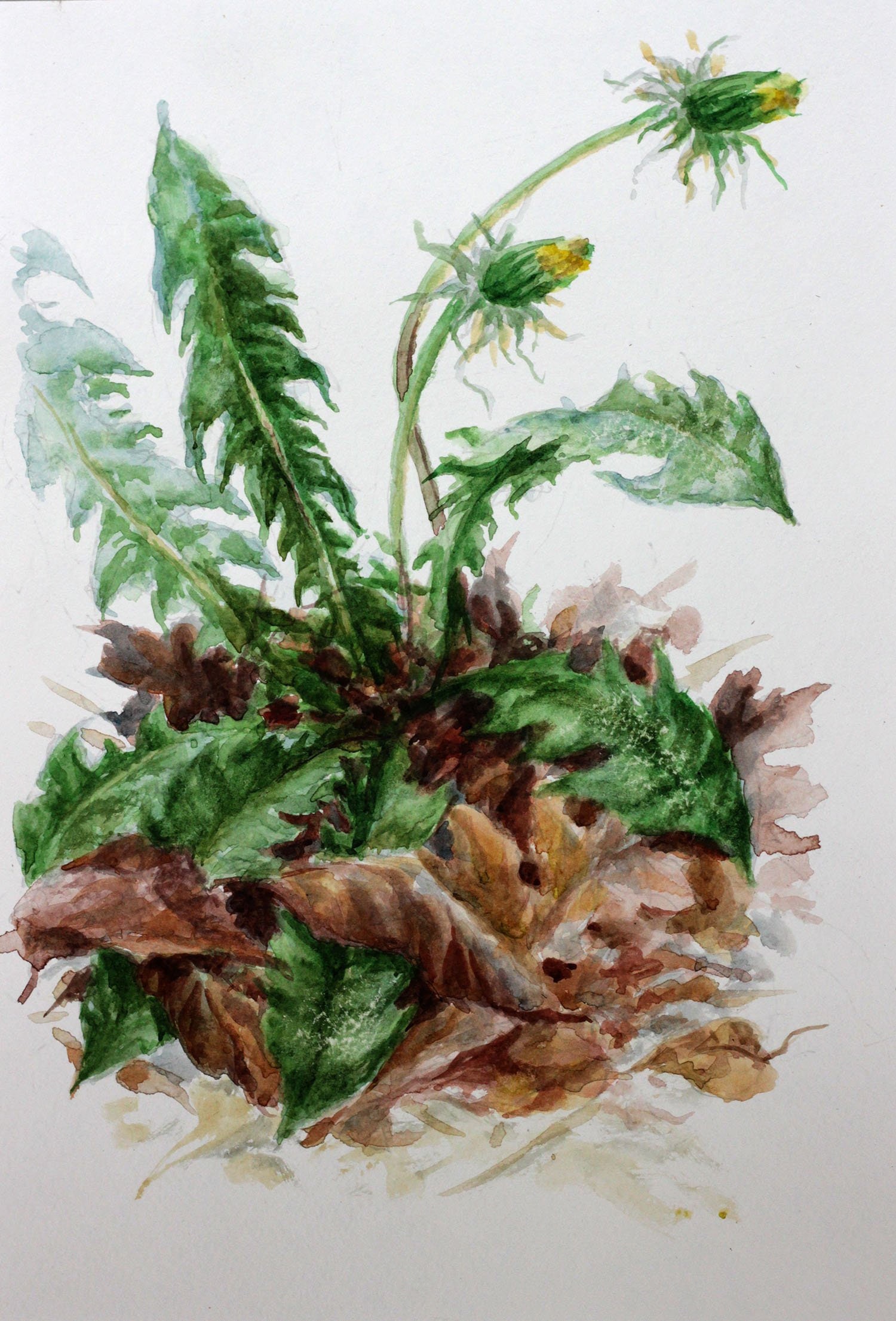 Dandelion Original watercolor painting autumn floral | Etsy