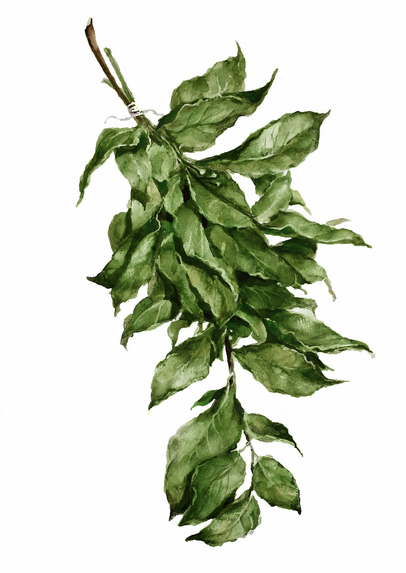 Bay Leaf Herbs Print Botanical Watercolor drawing Kitchen | Etsy
