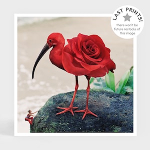 Art Print: Bloomind Rose • Bird Ibis Red Flower Wall Decor • Cute Gift