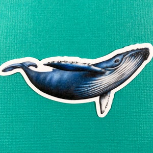 Humpback whale sticker for laptop, journal, water bottle, ocean lover