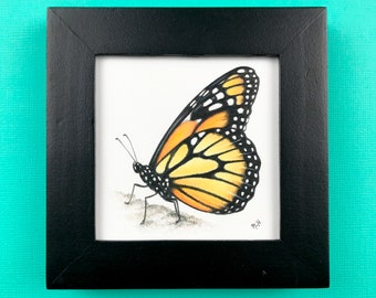 Monarch Butterfly original colored pencil drawing in a black frame