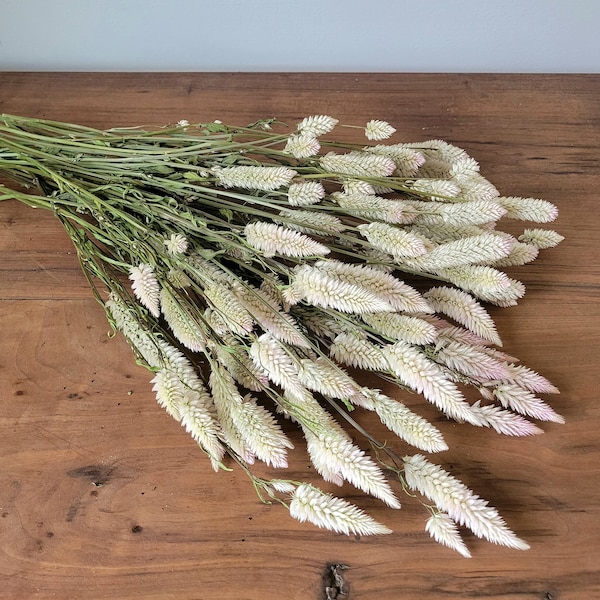 Dried Flamingo Feather Celosia Bunch * Natural * Dried Flowers * Grown in USA