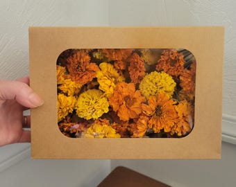 Dried Marigold Heads on Short Stems