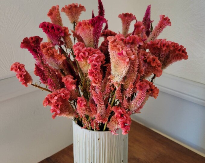Dried Celosia Mix 4 Oz Dried Flower Bunch Natural Grown in