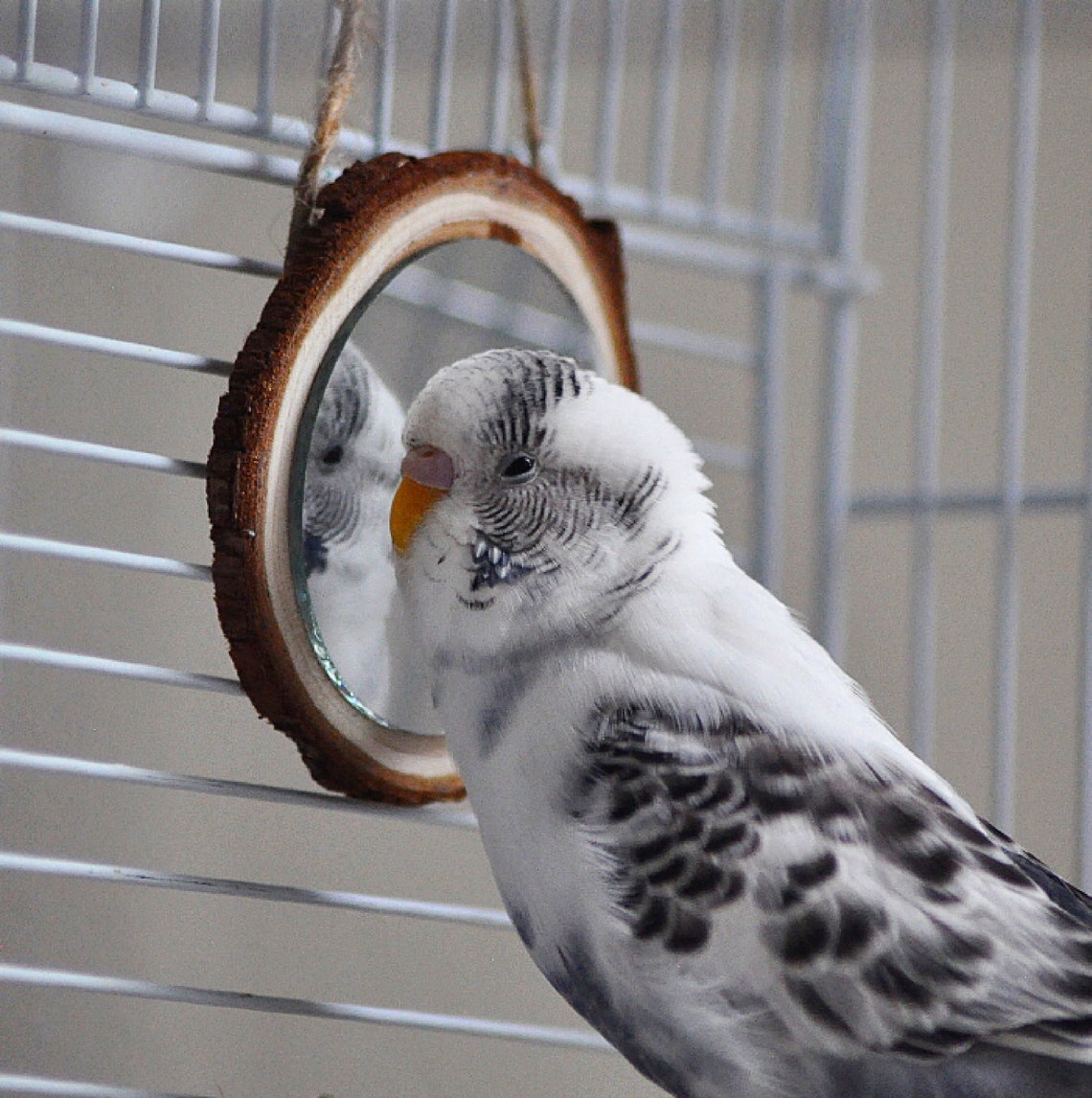 Parakeet Mirror Etsy