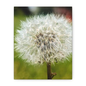 Dandelion Matte Canvas Art Print, Wall Decor for Home, Living Room Art, Inspirational Gift, Nature Wall Art