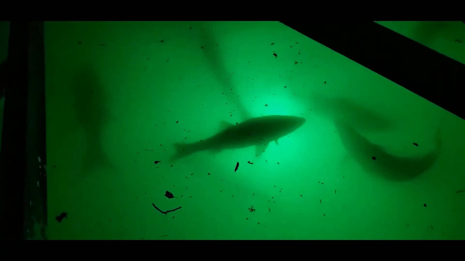 Green Blob Outdoors New Underwater LED Fishing Light Kuwait