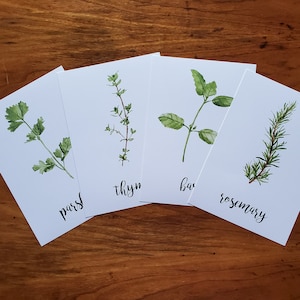 May include: Four white cards with watercolor illustrations of herbs. The cards are arranged in a circle with the names of the herbs written below each illustration. The herbs are parsley, thyme, basil, and rosemary.